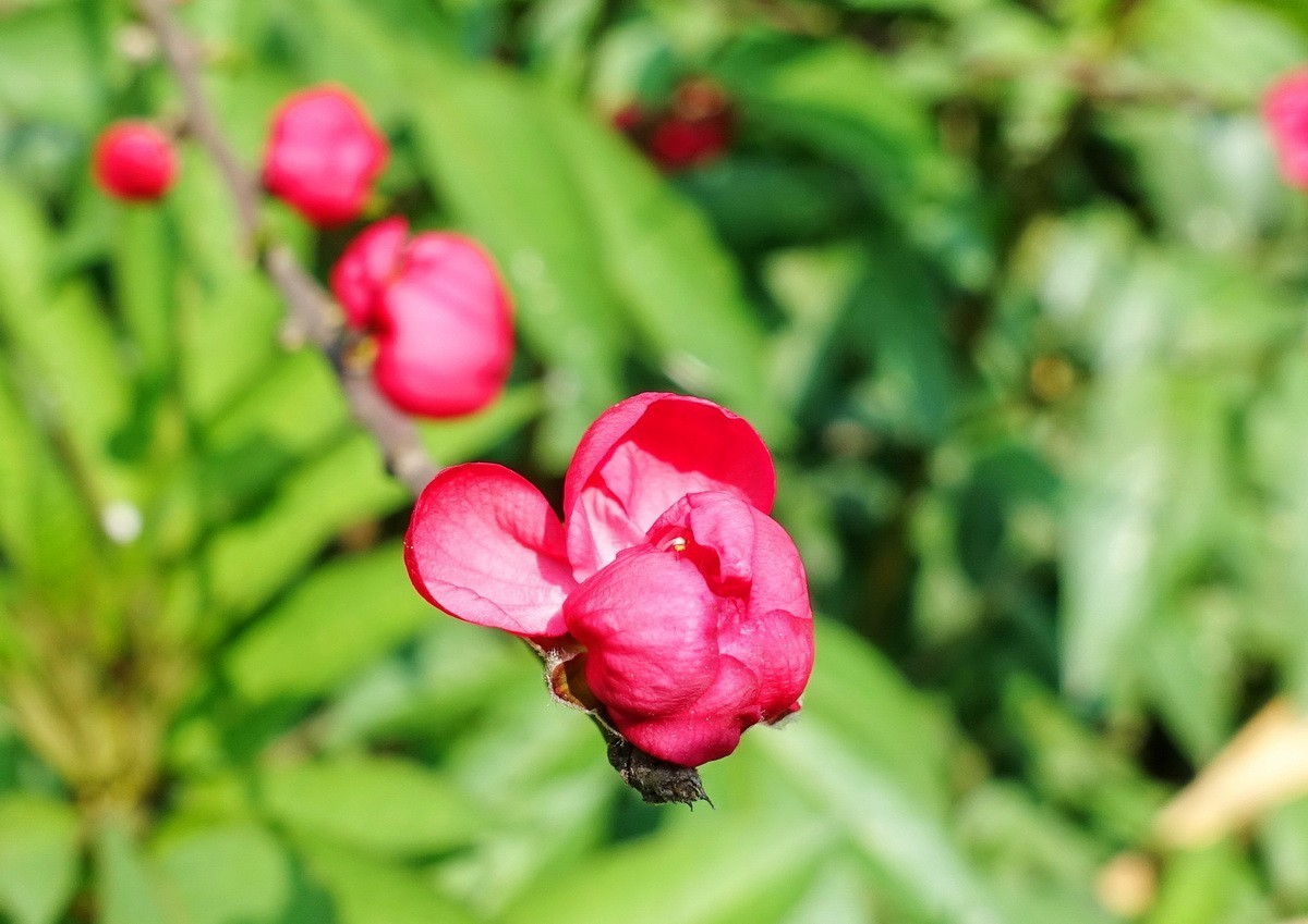 三月桃花红艳艳