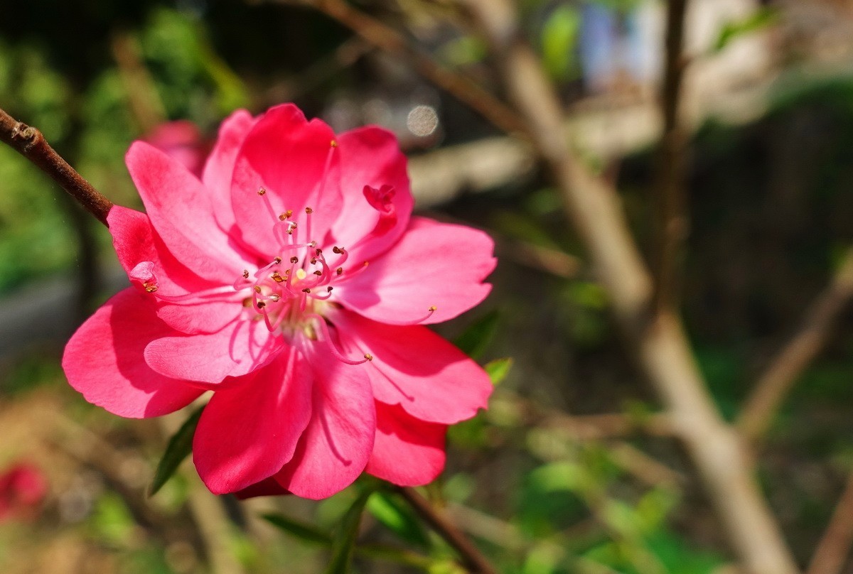 三月桃花红艳艳