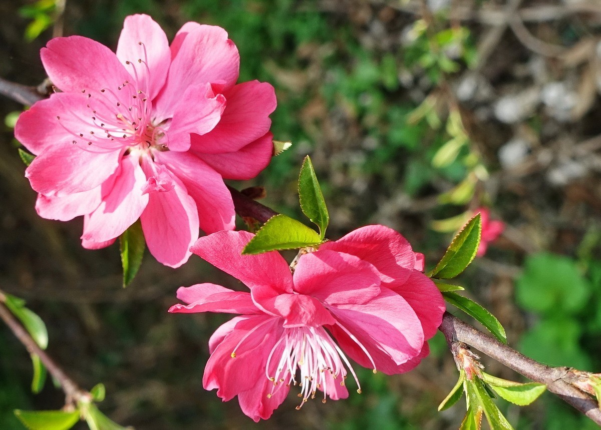 三月桃花红艳艳