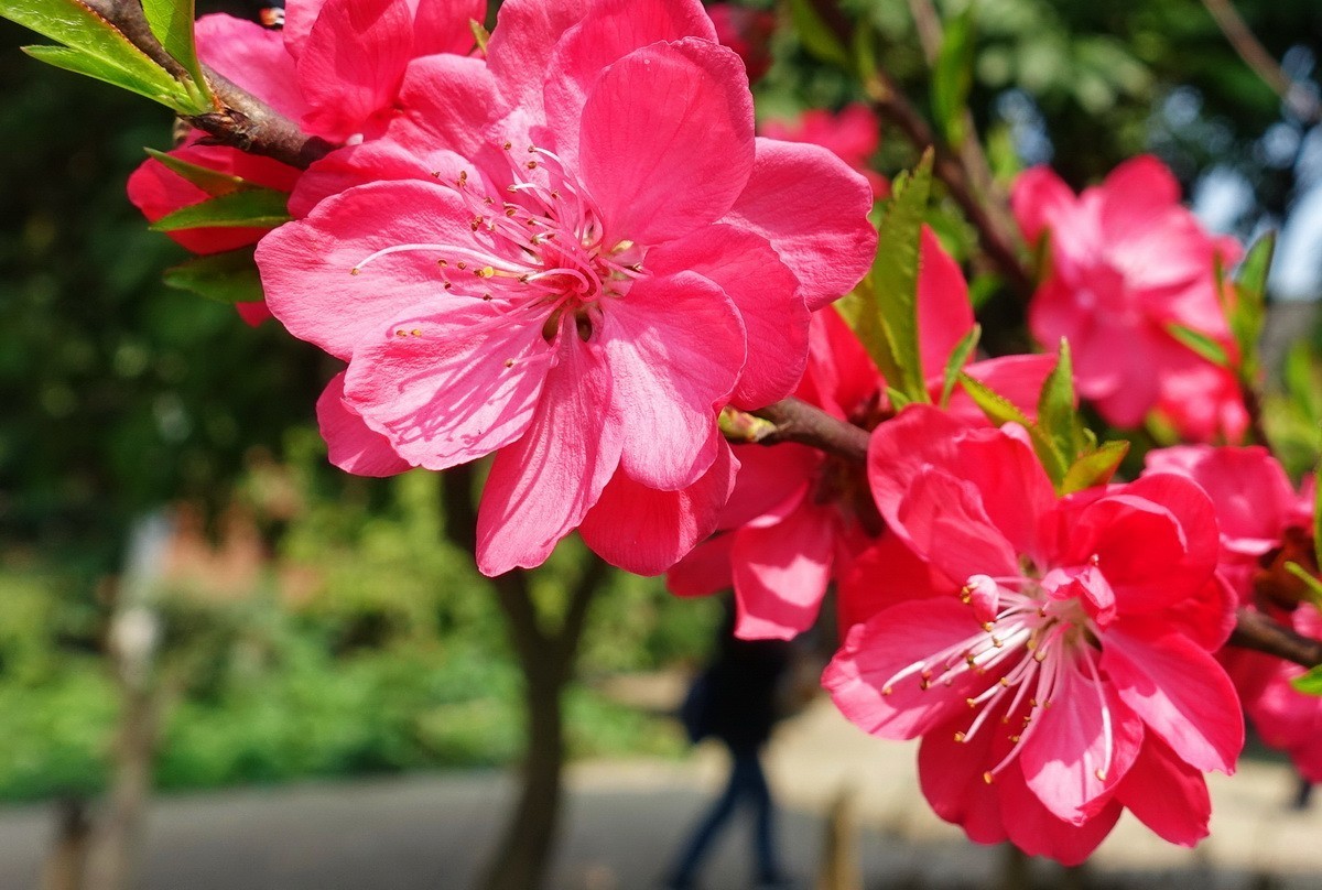 三月桃花红艳艳