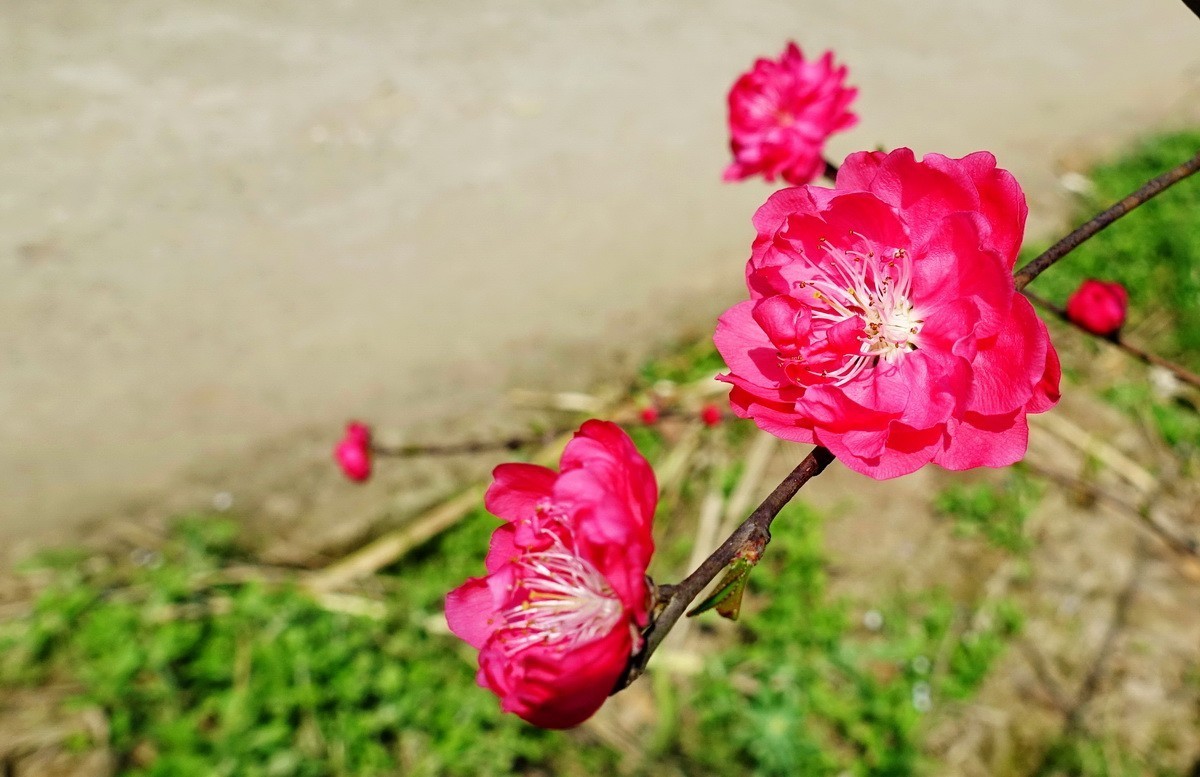 三月桃花红艳艳