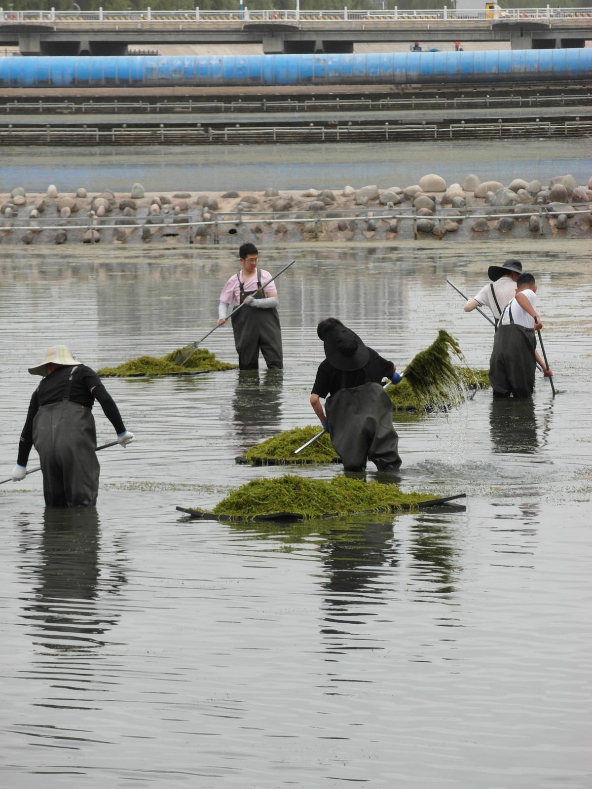 天马湖清理河道的人