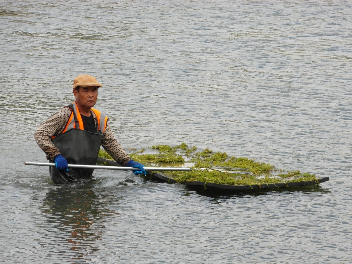 天马湖清理河道的人