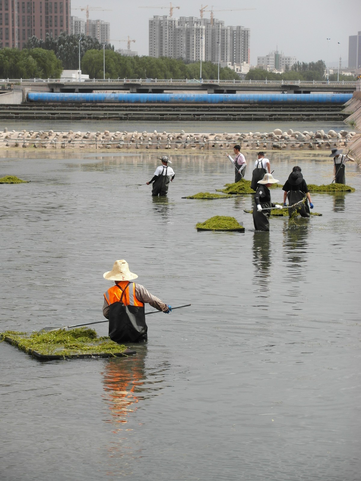 天马湖清理河道的人