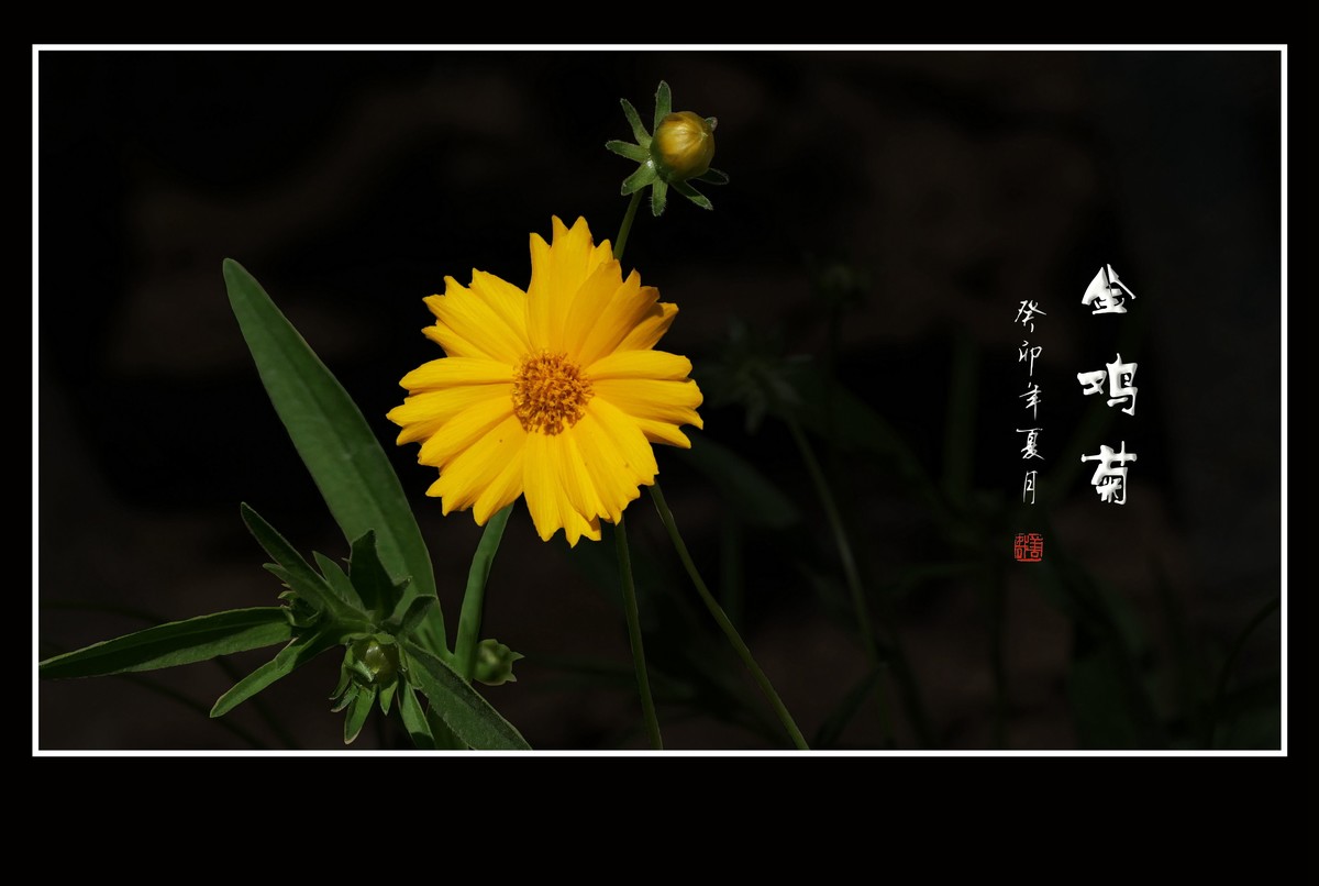 碧枝碧叶碧蓓蕾，金蕊金瓣金鸡菊