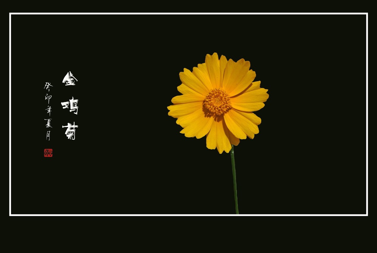 碧枝碧叶碧蓓蕾，金蕊金瓣金鸡菊