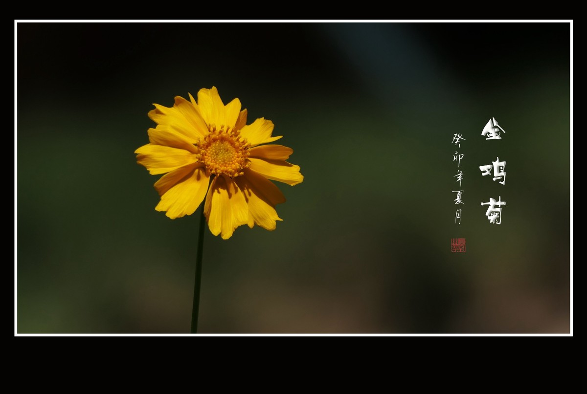 碧枝碧叶碧蓓蕾，金蕊金瓣金鸡菊