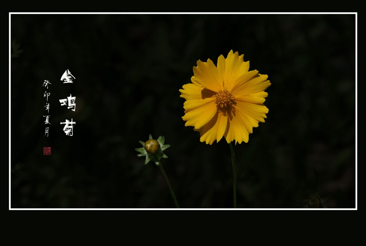 碧枝碧叶碧蓓蕾，金蕊金瓣金鸡菊