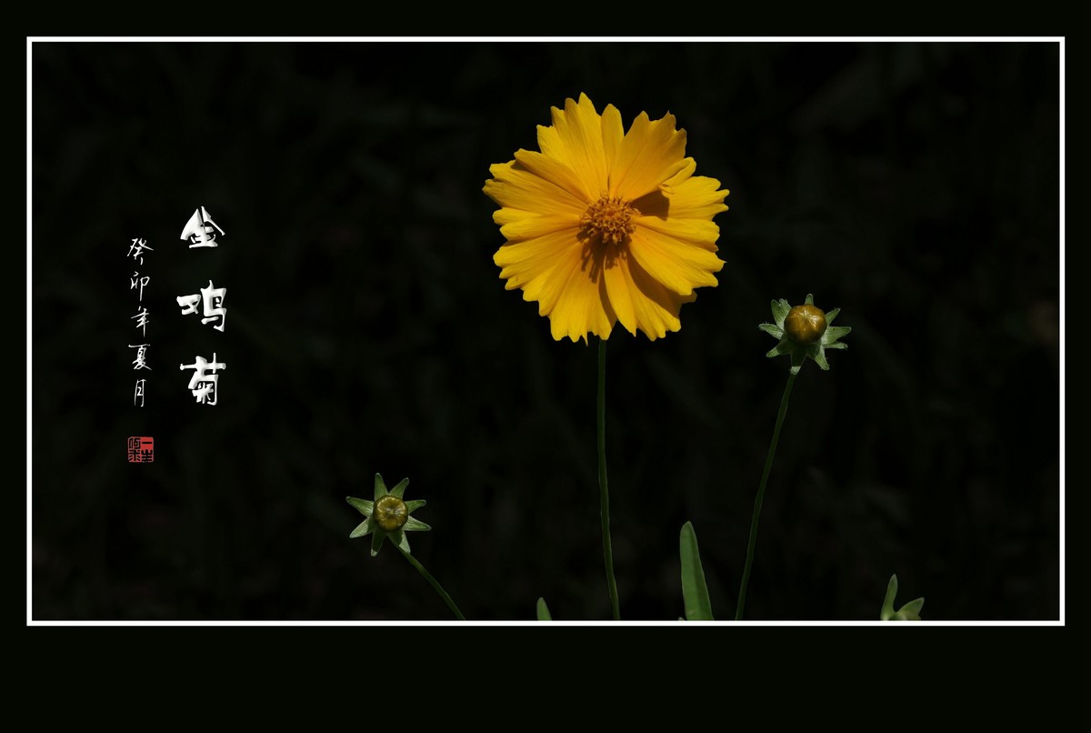 碧枝碧叶碧蓓蕾，金蕊金瓣金鸡菊