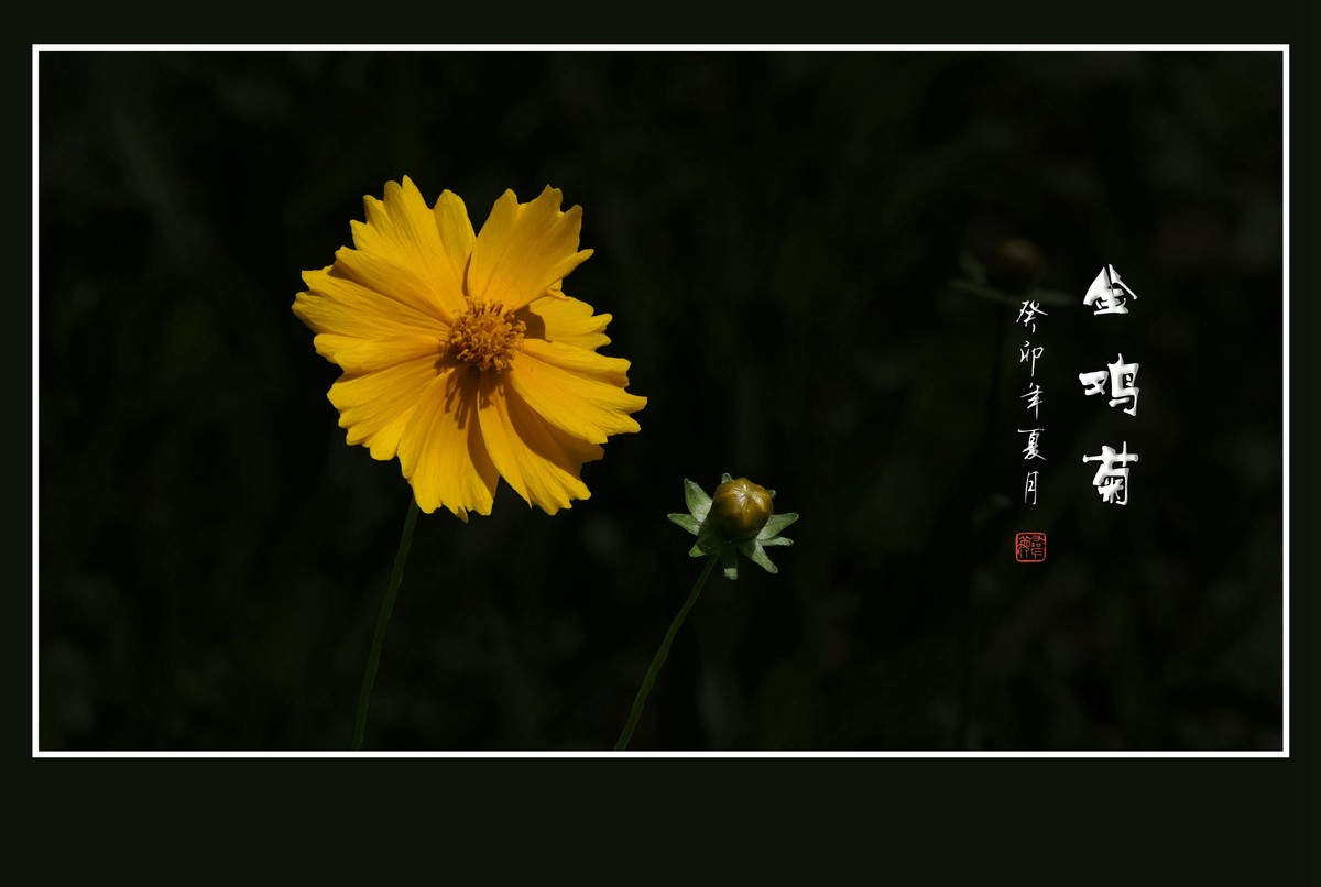 碧枝碧叶碧蓓蕾，金蕊金瓣金鸡菊