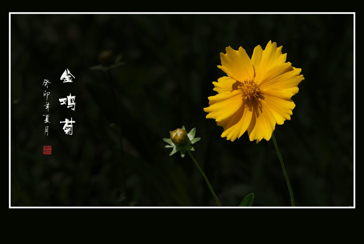 碧枝碧叶碧蓓蕾，金蕊金瓣金鸡菊