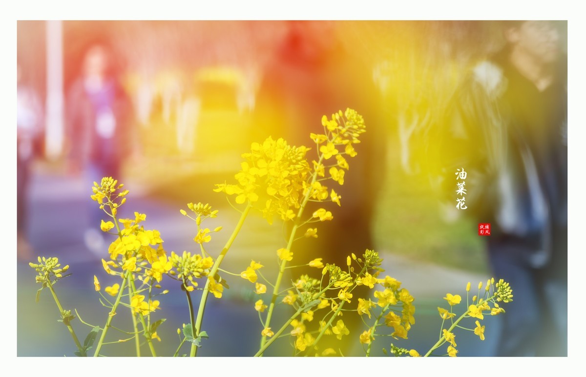 油菜地里