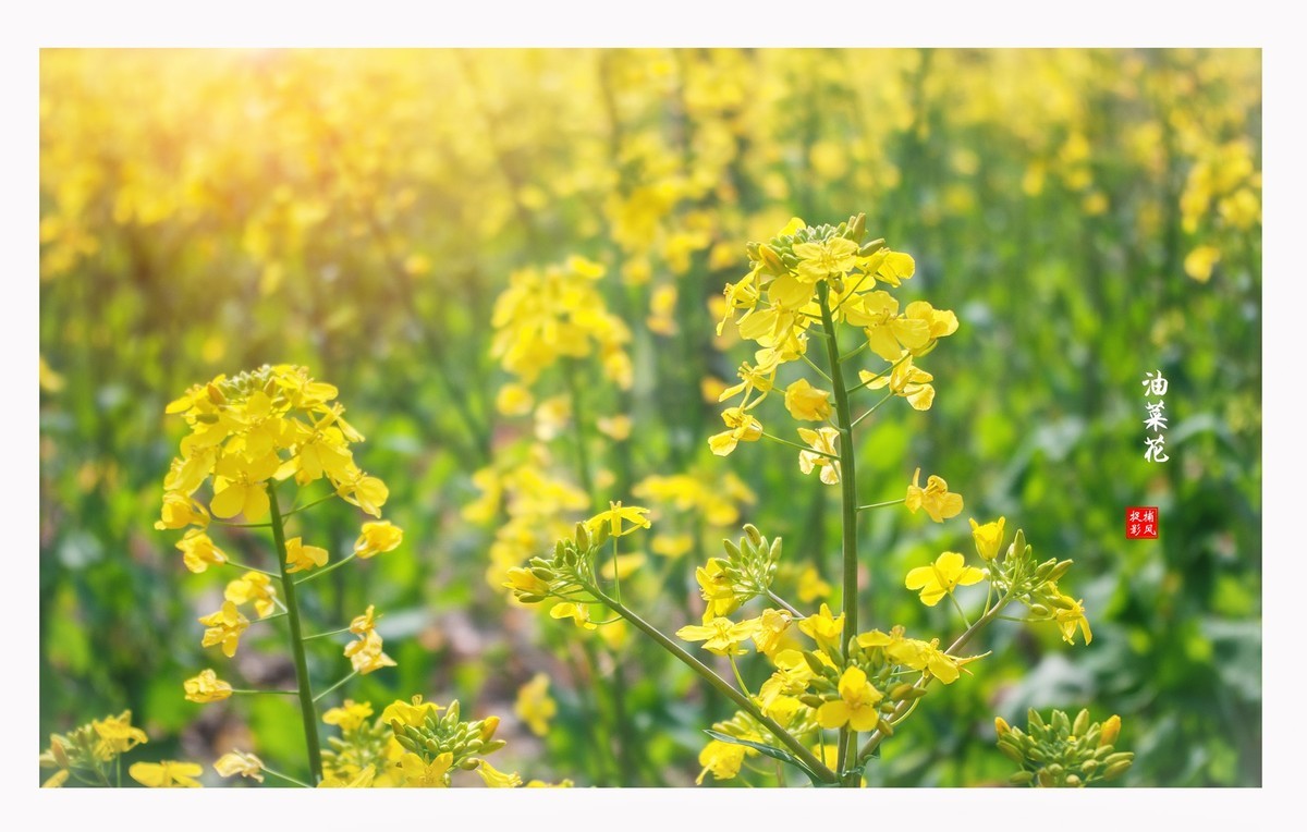 油菜地里