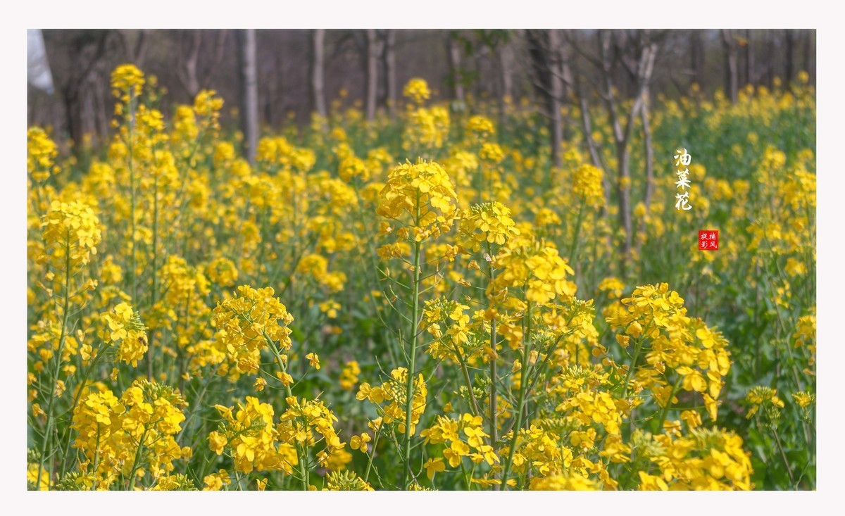 油菜地里
