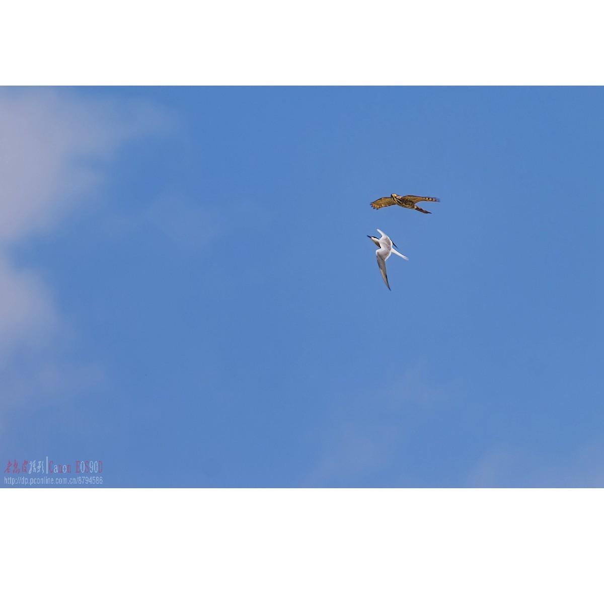 燕鸥：上天斗鹰（松雀鹰）、下水抓鱼