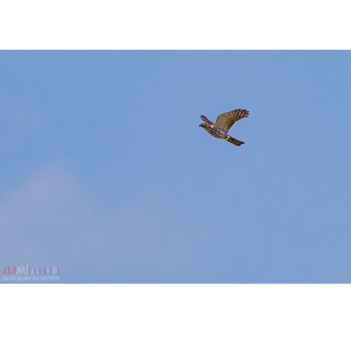 燕鸥：上天斗鹰（松雀鹰）、下水抓鱼