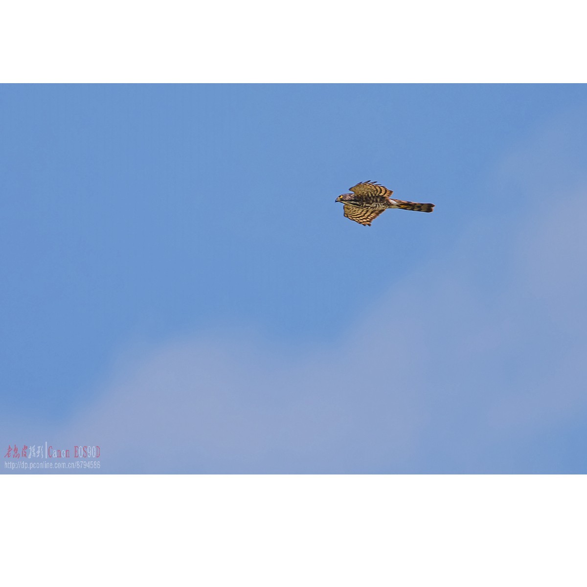 燕鸥：上天斗鹰（松雀鹰）、下水抓鱼