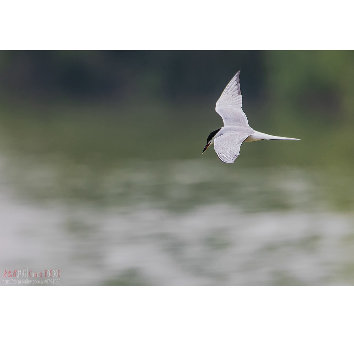 燕鸥：上天斗鹰（松雀鹰）、下水抓鱼