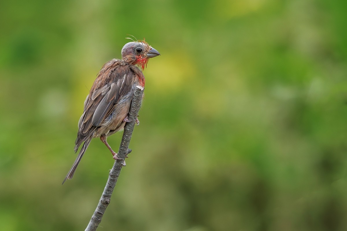 2024年秋迁徙季----帝都公园觅鸟之收获