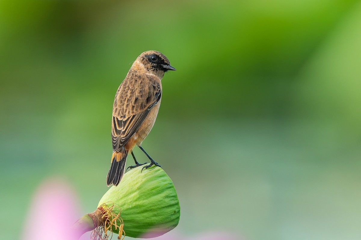 2024年秋迁徙季----帝都公园觅鸟之收获
