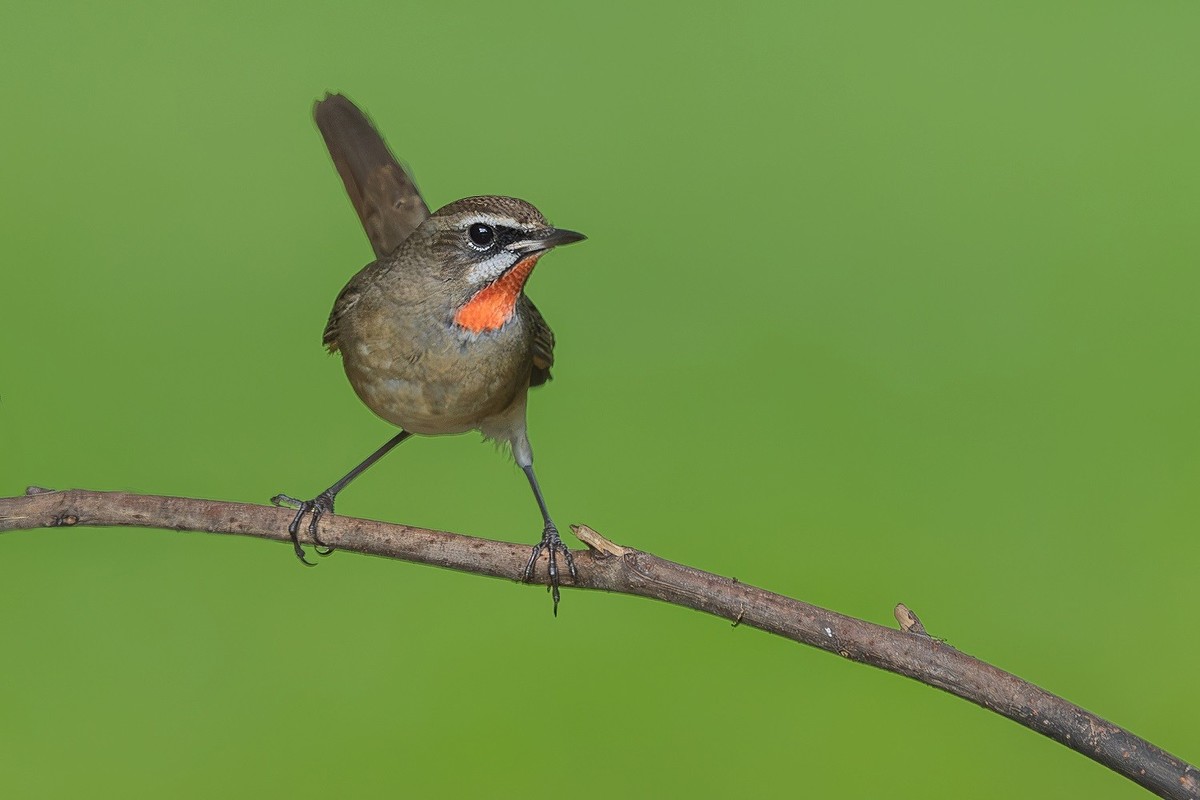 2024年秋迁徙季----帝都公园觅鸟之收获