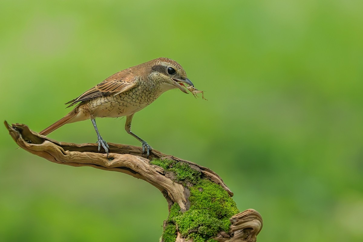 2024年秋迁徙季----帝都公园觅鸟之收获