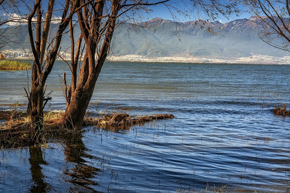 洱海玉白菜湿地（2）