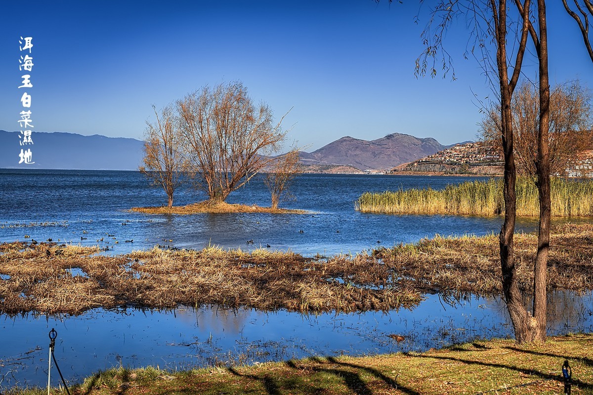洱海玉白菜湿地（2）