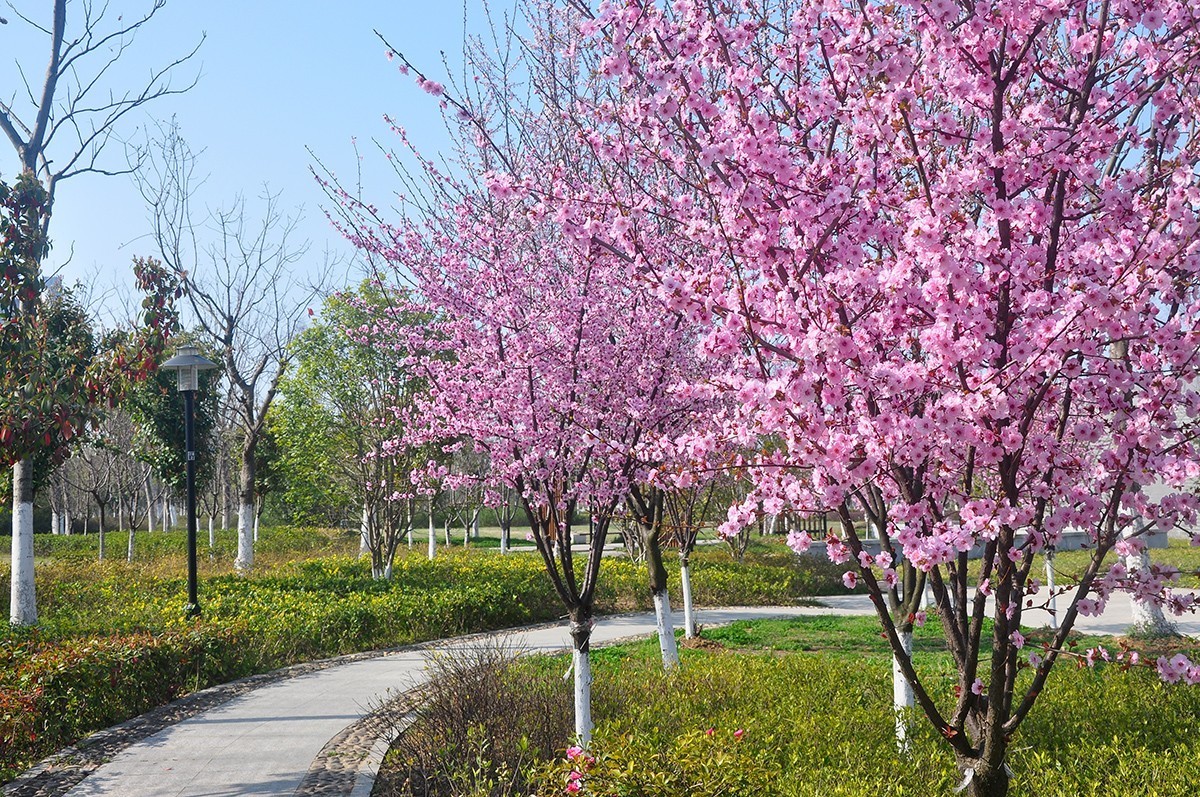 春上树梢头（续）