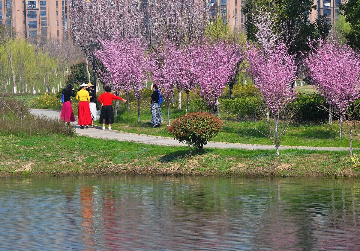 春上树梢头（续）