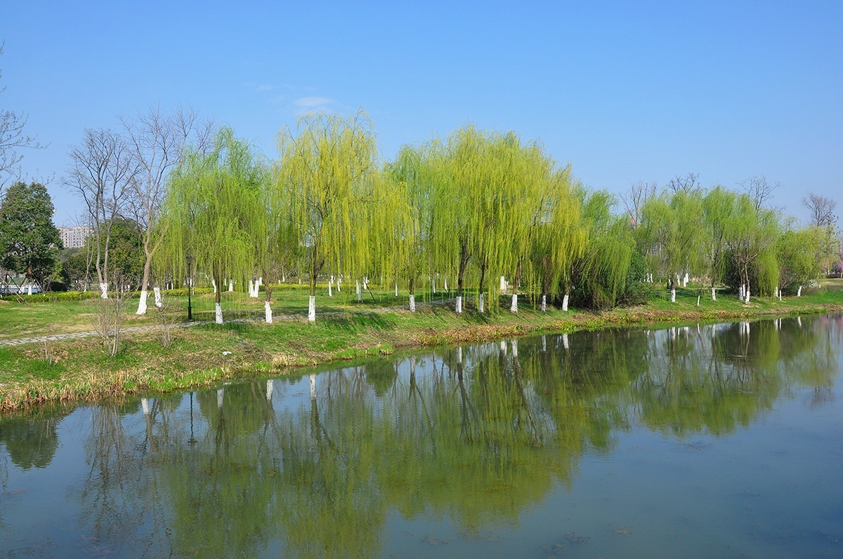 春上树梢头（续）