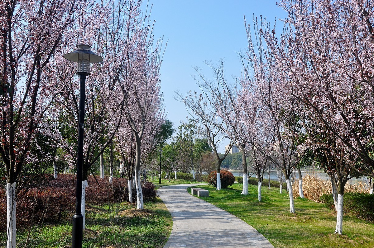 春上树梢头（续）