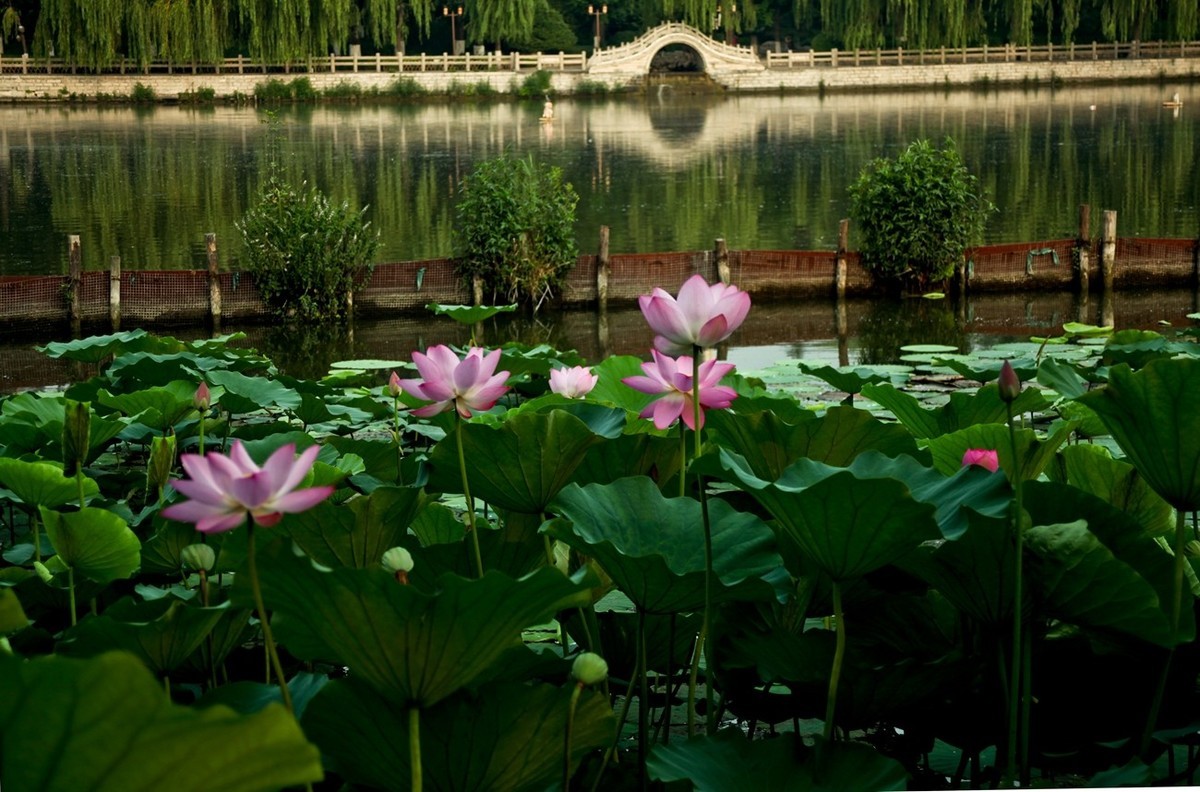 夏日明湖——荷塘景色