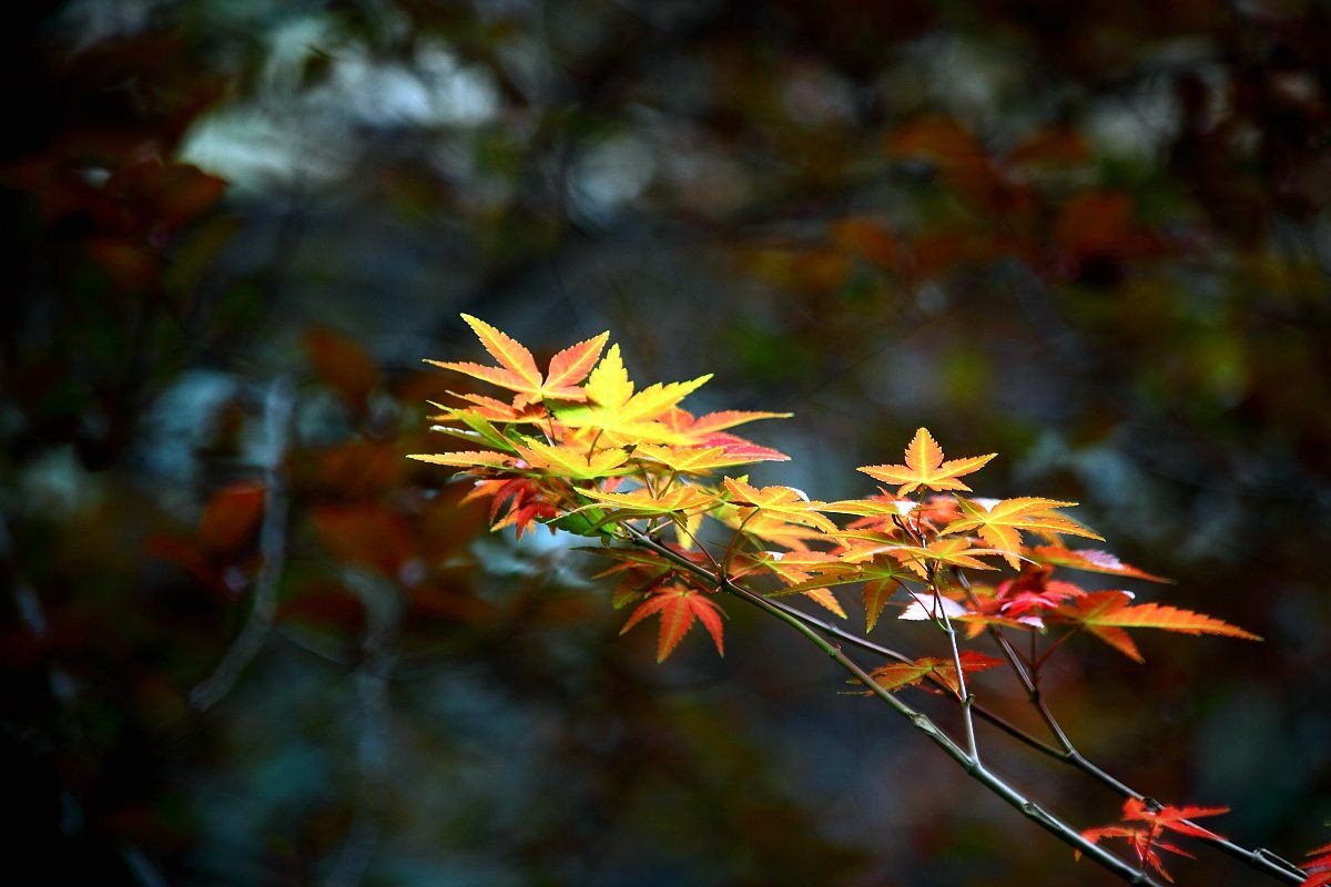 入秋杂拍    色彩纷繁的季节（一）