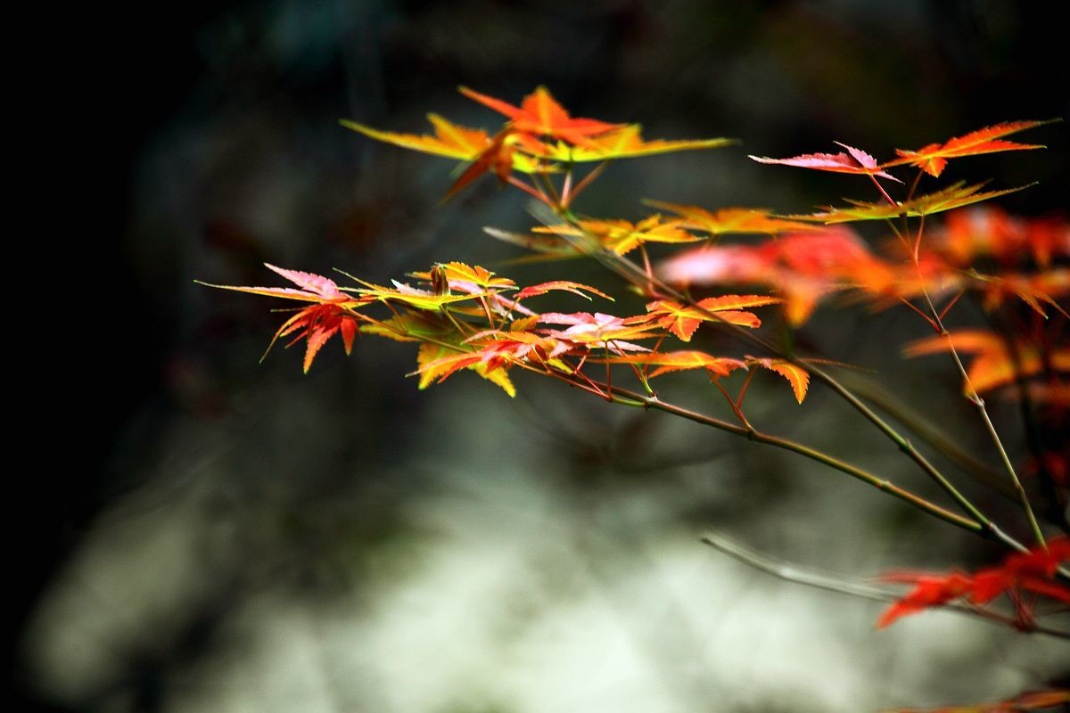 入秋杂拍    色彩纷繁的季节（一）