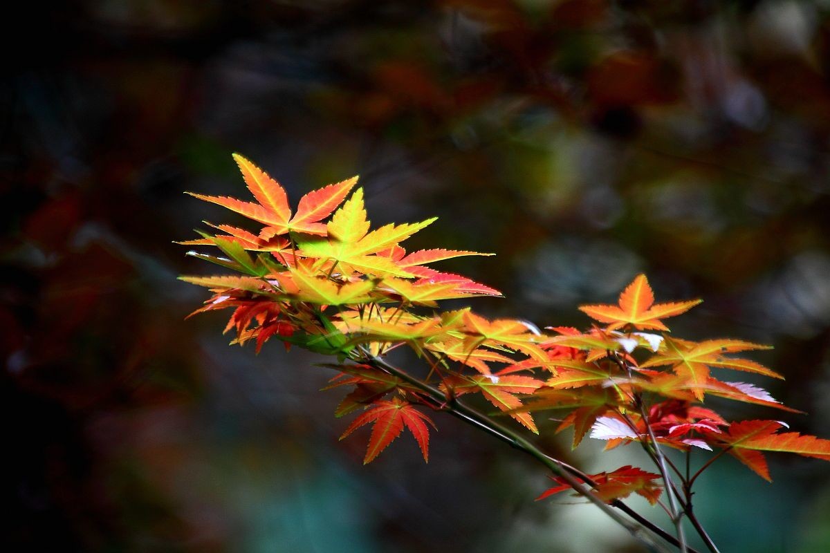 入秋杂拍    色彩纷繁的季节（一）
