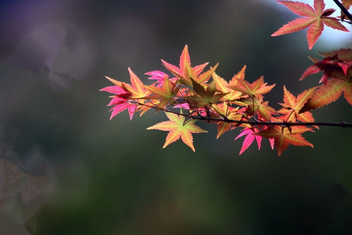 入秋杂拍    色彩纷繁的季节（一）