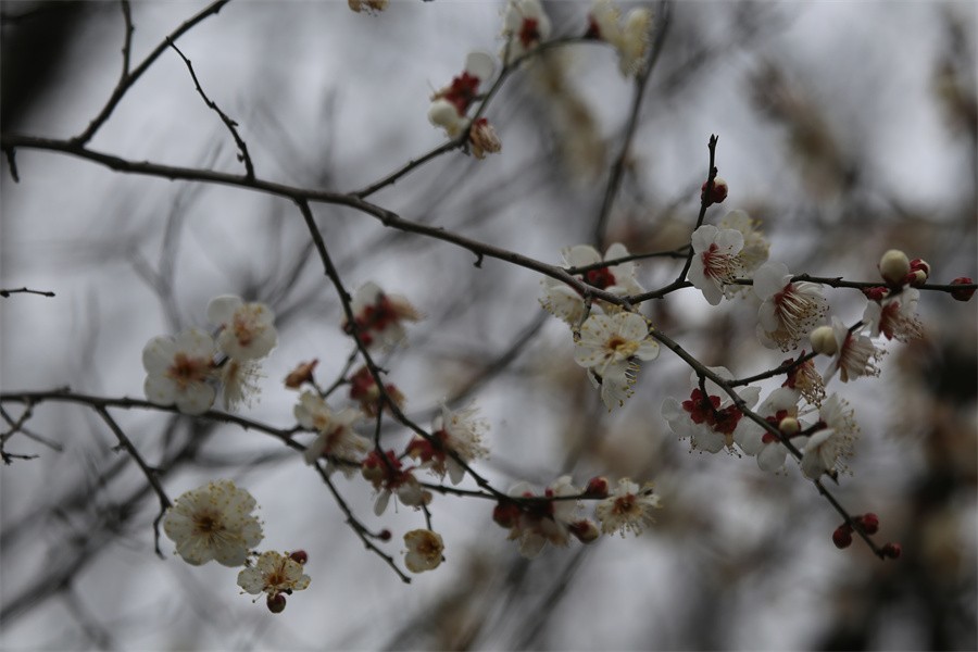 冬去春来梅花开洛阳随唐俏佳丽