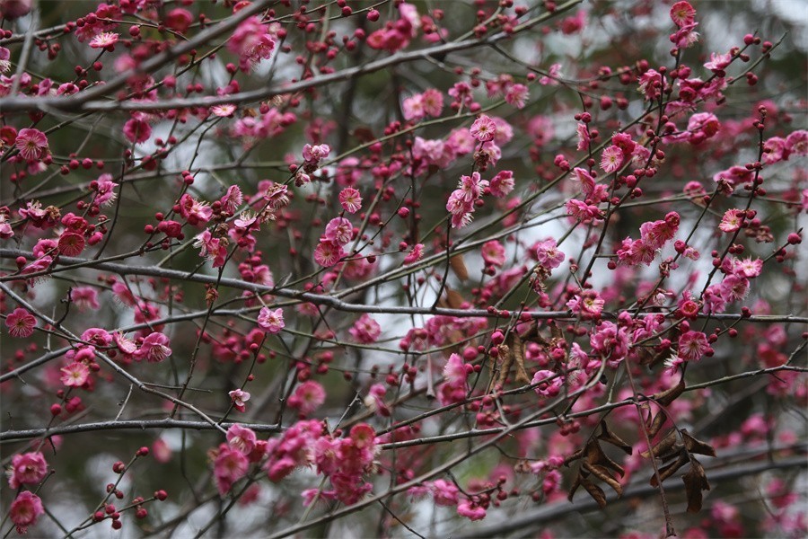 冬去春来梅花开洛阳随唐俏佳丽