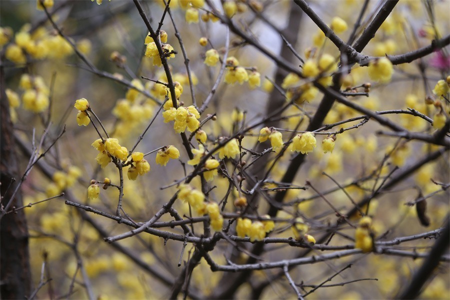 冬去春来梅花开洛阳随唐俏佳丽