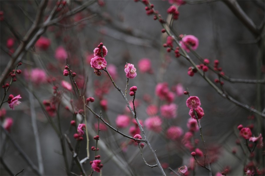 冬去春来梅花开洛阳随唐俏佳丽