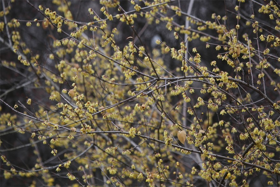 冬去春来梅花开洛阳随唐俏佳丽