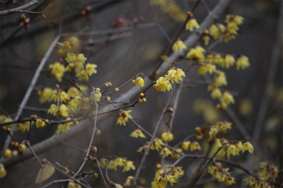 冬去春来梅花开洛阳随唐俏佳丽