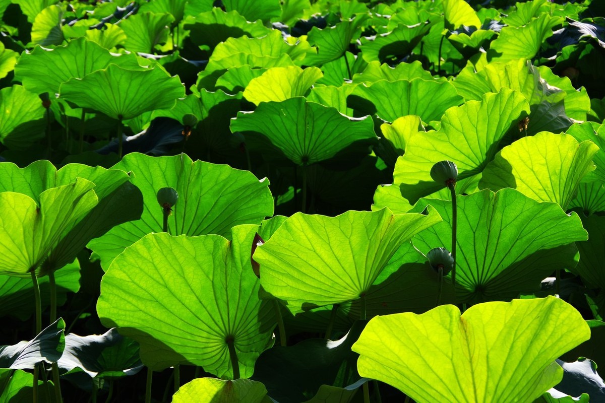 淘了个宾得K70带18-135套机！