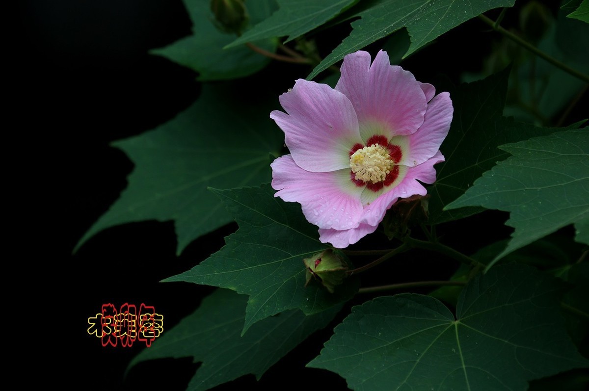 木芙蓉 19【2023-01139】