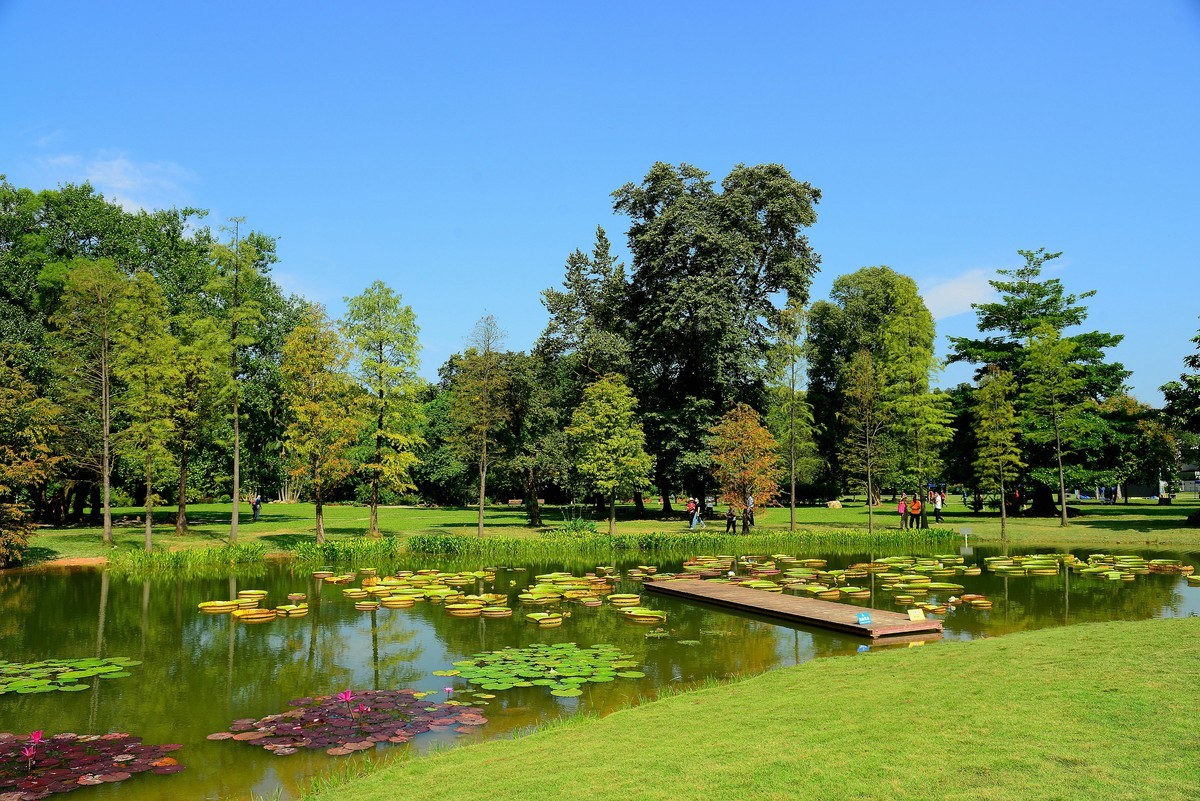植物园的莲蓬！