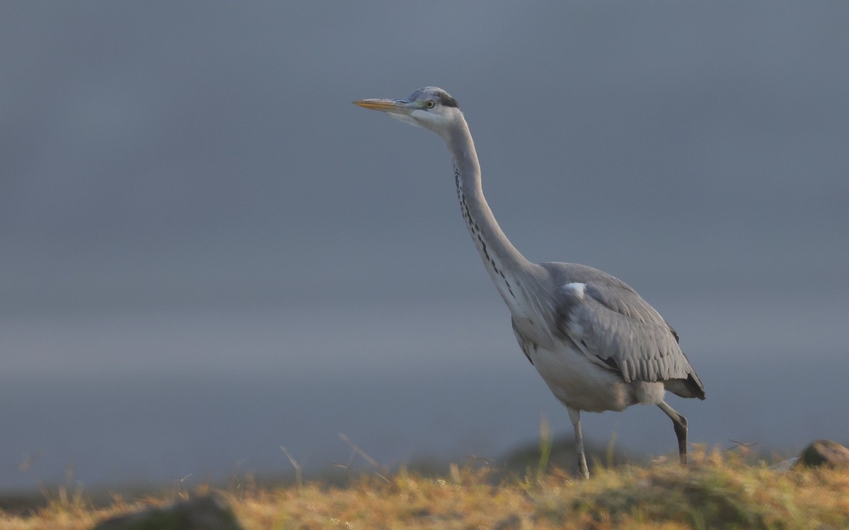 佳能 RF 600mm F4 L IS USM 镜头的威力！