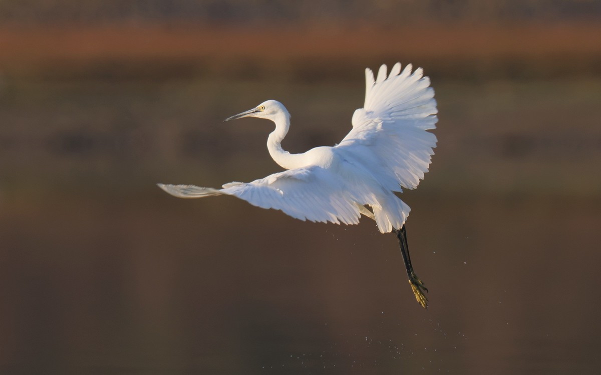 佳能 RF 600mm F4 L IS USM 镜头的威力！