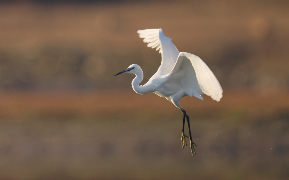 佳能 RF 600mm F4 L IS USM 镜头的威力！
