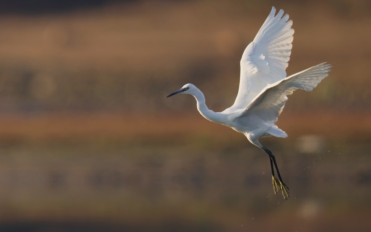佳能 RF 600mm F4 L IS USM 镜头的威力！